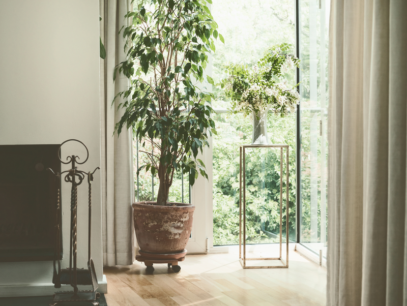 planten die makkelijk zijn in onderhoud