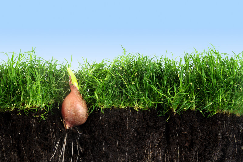 bloembollen planten