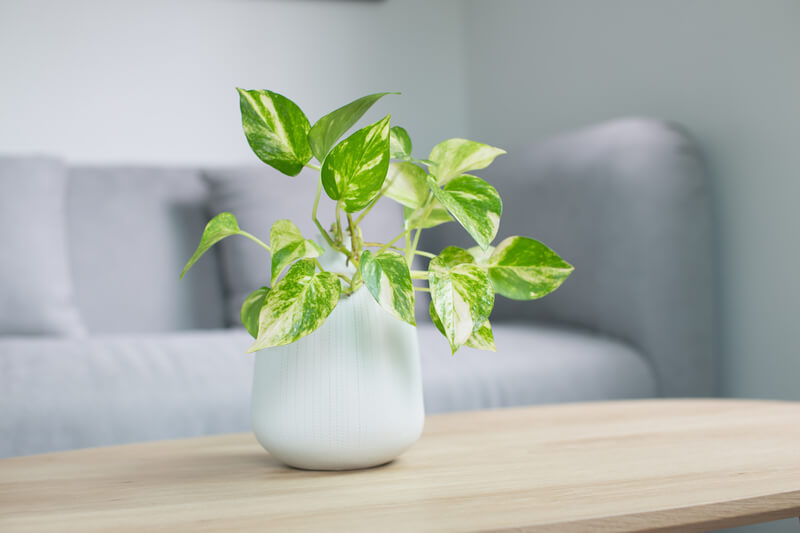 Epipremnum aureum