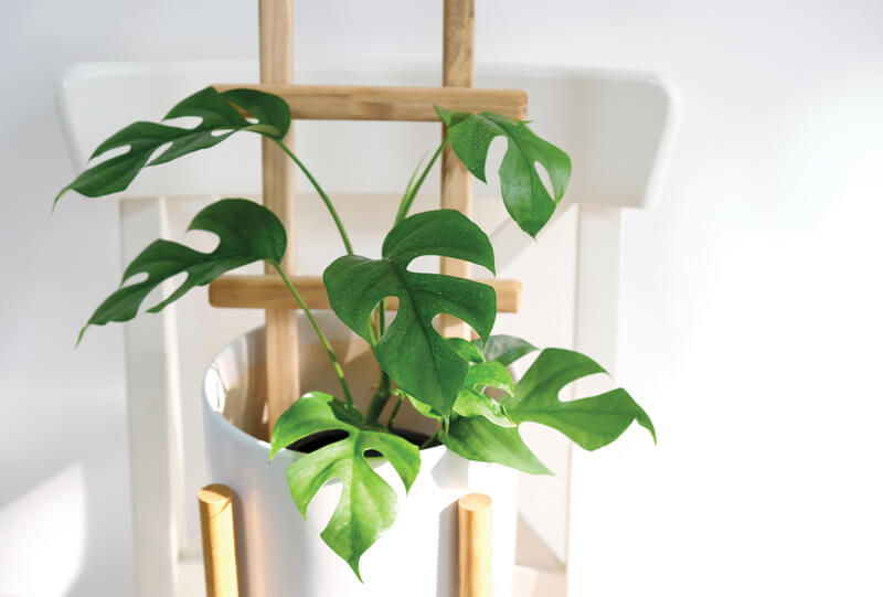 Rhaphidophora tetrasperma mini Monstera