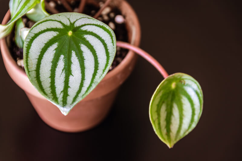 Hoe een Watermeloen Peperomia plant te onderhouden