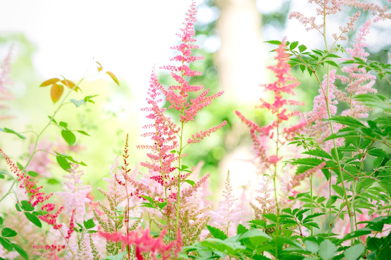 astilbe